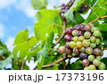 Bunch of ripe grapes on blue sky day 17373196