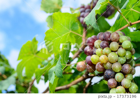 Bunch of ripe grapes on blue sky day 17373196