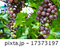 vineyard on a daylight 17373197