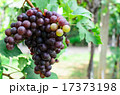 Ripe grapes in vineyard 17373198