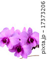 Thai orchid on white background 17373206