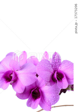 Thai orchid on white background 17373206