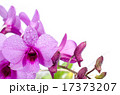 beautiful purple orchid with water drop 17373207