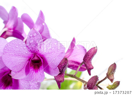 beautiful purple orchid with water drop beautiful purple orchid with water drop 17373207