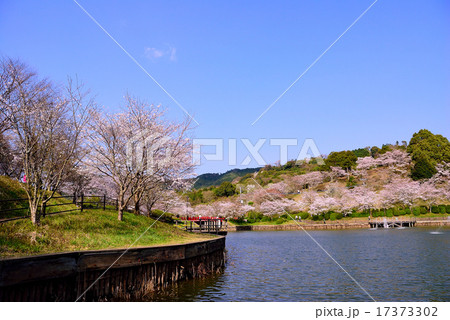 甘木公園の桜の写真素材 甘木公園の桜の写真素材