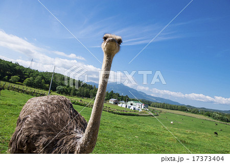 ダチョウ牧場 ダチョウ牧場 17373404