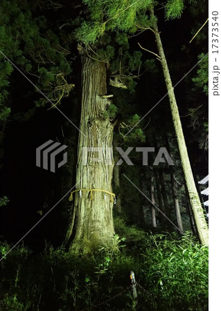 ライトアップされた羽黒山の爺杉（じじすぎ） 17373540