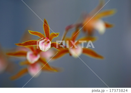 タイニア・ホンコンゲンシス 17373824