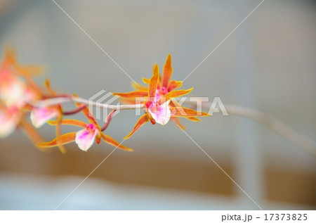 タイニア・ホンコンゲンシス 17373825