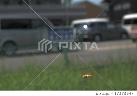 ウスバキトンボの飛翔 17373947