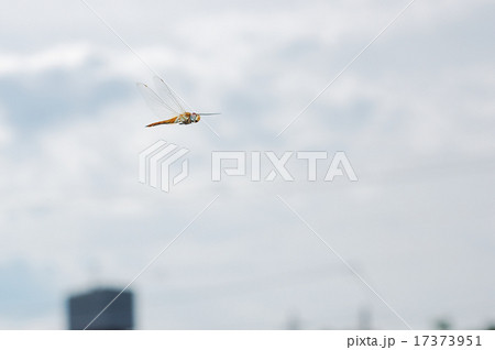 ウスバキトンボの飛翔 17373951
