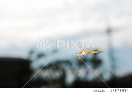 ウスバキトンボの飛翔 17373954