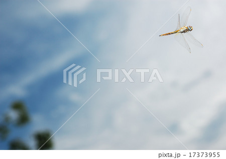 ウスバキトンボの飛翔 17373955