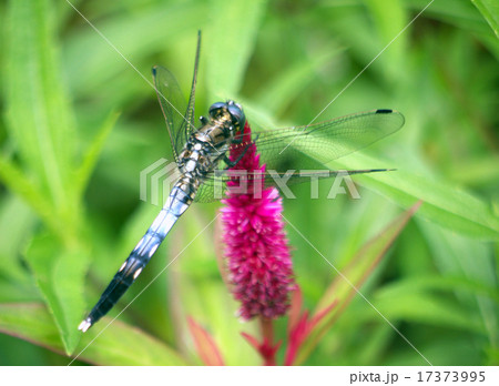 シオカラトンボ 17373995