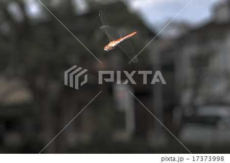 ウスバキトンボの飛翔 17373998