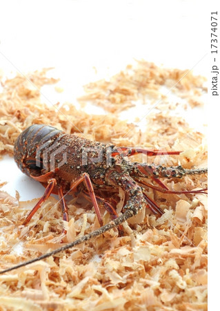 活き伊勢海老 活き伊勢海老 17374071