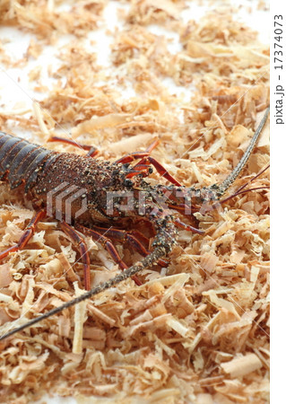 活き伊勢海老 活き伊勢海老 17374073