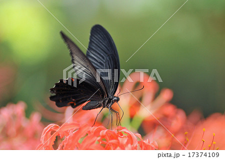 曼珠沙華のアゲハ 曼珠沙華のアゲハ 17374109