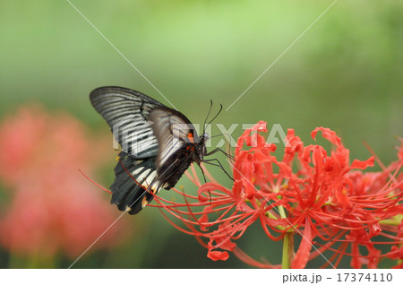 曼珠沙華のアゲハ 曼珠沙華のアゲハ 17374110