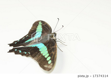 アオスジアゲハのメス 白背景 アオスジアゲハのメス 白背景 17374314
