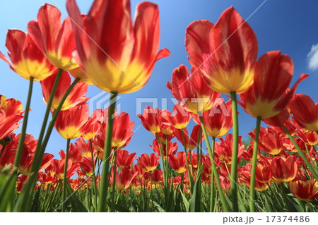 チューリップ 17374486