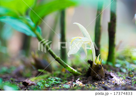 ミョウガの花 ミョウガの花 17374833