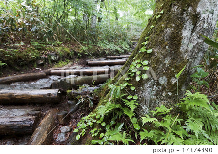 鳩待峠からの木道 雨上がり 鳩待峠からの木道 雨上がり 17374890