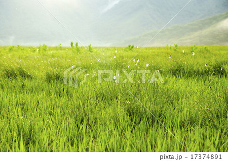 尾瀬ヶ原　夕暮れに輝くワタスゲ 17374891