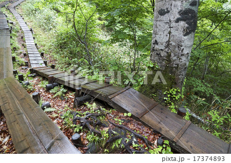 鳩待峠からの木道 雨上がり 鳩待峠からの木道 雨上がり 17374893