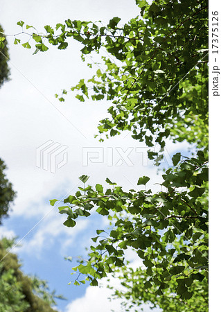 御殿山　イチョウ並木 17375126