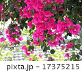 ブーゲンビリア 17375215