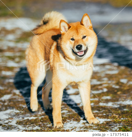 Beautiful Red Shiba Inu Dog Staying...の写真素材 [17375411] - PIXTA