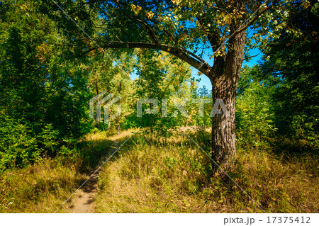 Autumn Sunny Forest Trees, Green Grass, Lane, Path, Pathway Autumn Sunny Forest Trees, Green Grass, Lane, Path, Pathway 17375412