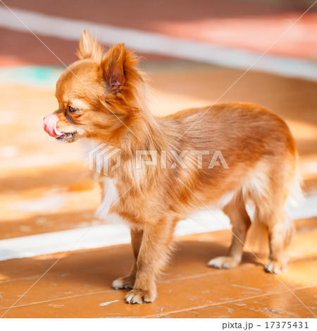 Beautiful Young Red Brown And White  Tiny Chihuahua Dog Staying 17375431
