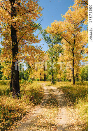 Sunny Day In Autumn Sunny Forest Trees, Green Grass. Nature Wood 17375600