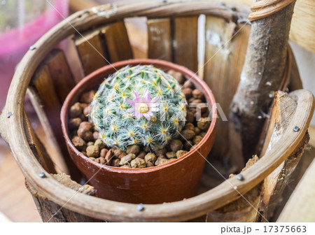 Cactus Mammillaria 17375663