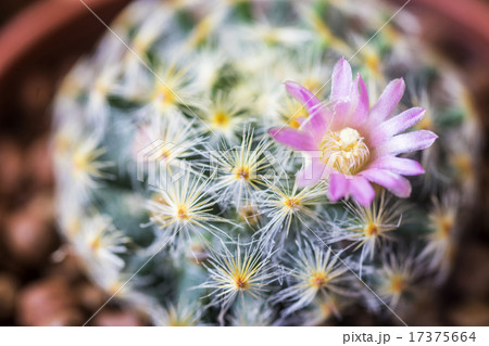 Mammillaria shiedeana 17375664