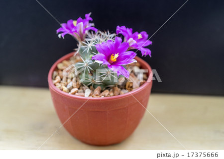 Mammillaria schumannii 17375666