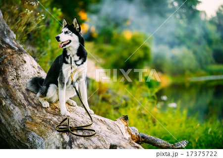 Young Happy Husky Eskimo Dog Sitting On Trunk Of A Fallen Tree Young Happy Husky Eskimo Dog Sitting On Trunk Of A Fallen Tree 17375722