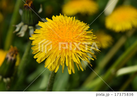 Beautiful yellow dandelion flower under sunshine Beautiful yellow dandelion flower under sunshine 17375836