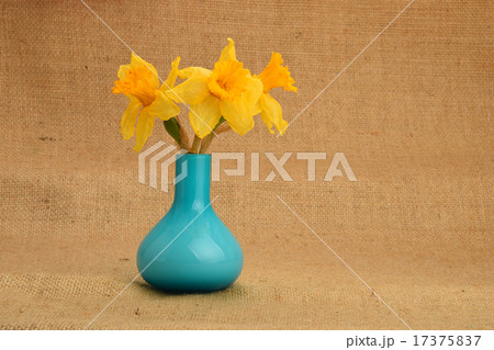 Dried-up yellow narcissus bouquet in a blue vase Dried-up yellow narcissus bouquet in a blue vase 17375837