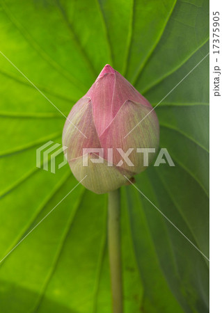 Pink lily 17375905
