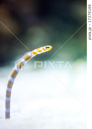 ニシキアナゴ(チンアナゴ亜科) 17376166