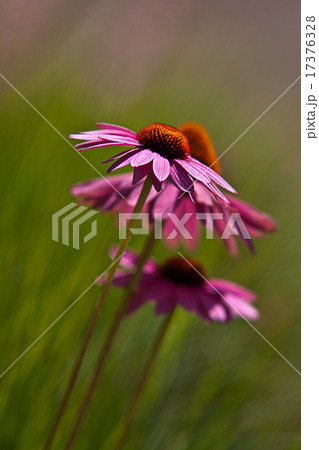 Purple coneflower (Echinacea purpurea) Purple coneflower (Echinacea purpurea) 17376328