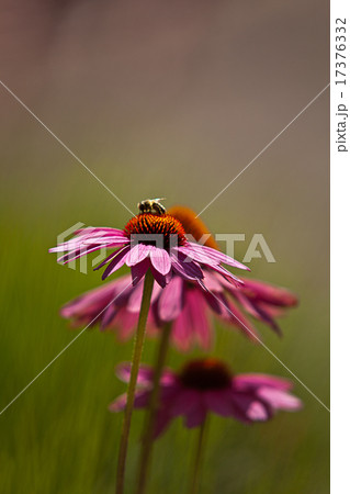Purple coneflower (Echinacea purpurea) Purple coneflower (Echinacea purpurea) 17376332