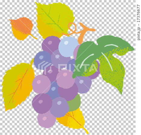 紅葉 ヤマブドウ 紅葉 ヤマブドウ 17376677