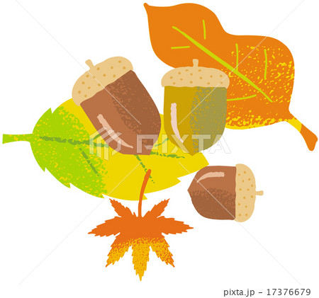 紅葉 どんぐり 紅葉 どんぐり 17376679