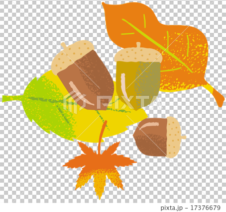 秋葉橡子 秋葉橡子 17376679