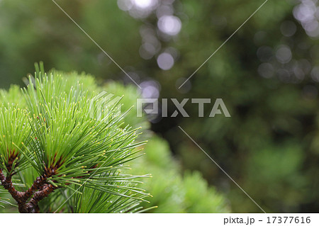 クロマツの若葉と雨雫と木漏れ日 17377616
