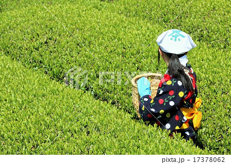 お茶の葉を摘む茶摘み娘の写真素材